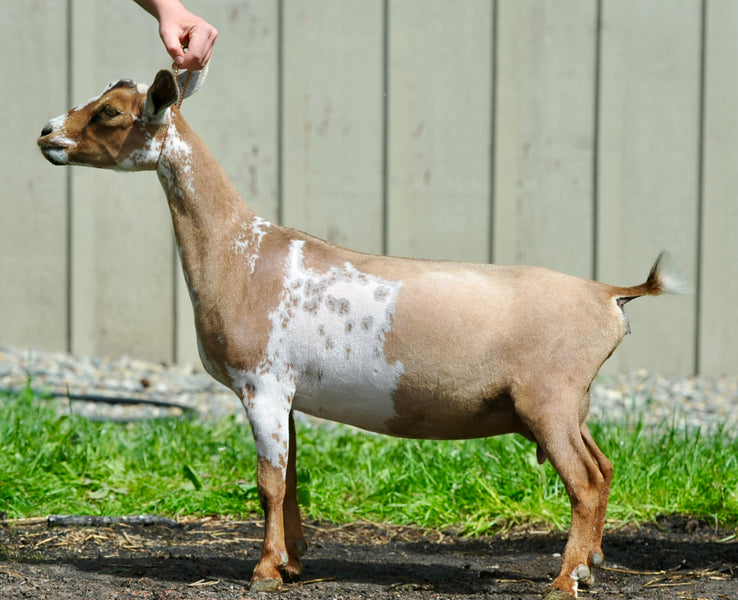 Doe image 1