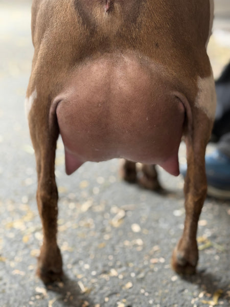 Doe image 2