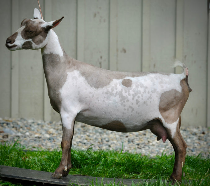 Doe image 1